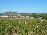 Découverte du panier du vigneron