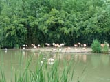 Au parc des oiseaux de Villars les Dombes