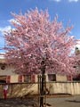 Le printemps à Saint-Nicolas