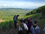 Promenade sur le Mont Brouilly